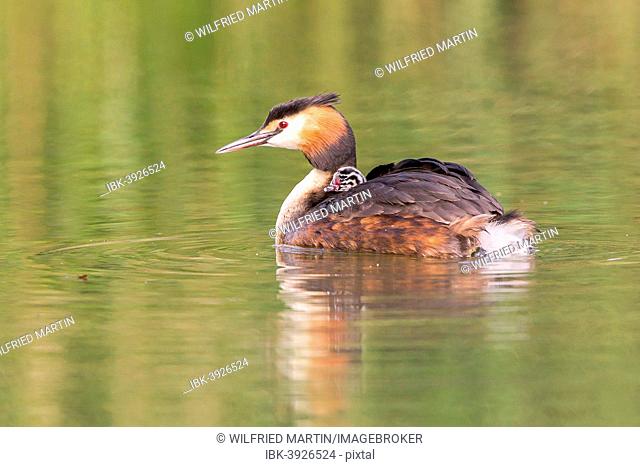 Great Crested Grebe (Podiceps cristatus) with young bird in plumage, North Hesse, Hesse, Germany