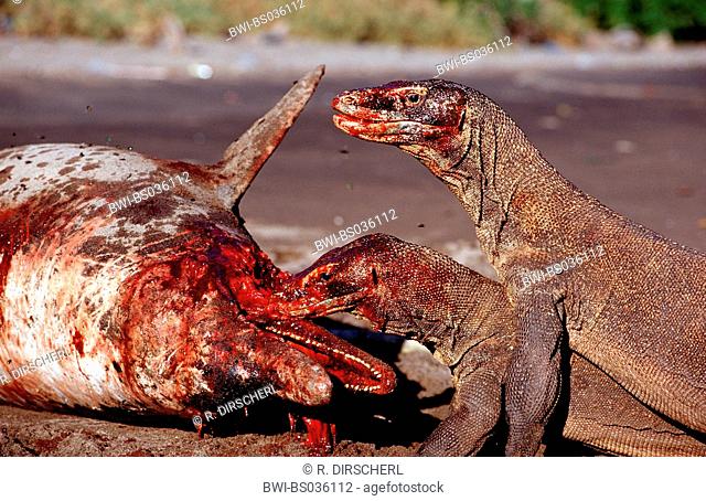 Komodo dragon, Komodo monitor, ora (Varanus komodoensis), monitor lizards eating dead dolphin, Indonesia, Komodo NP