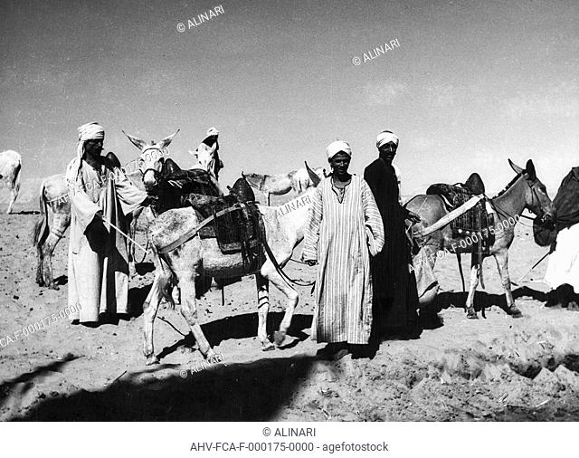 Bedouin donkey, Egypt, shot 1950-1960 by Clerici Fabrizio