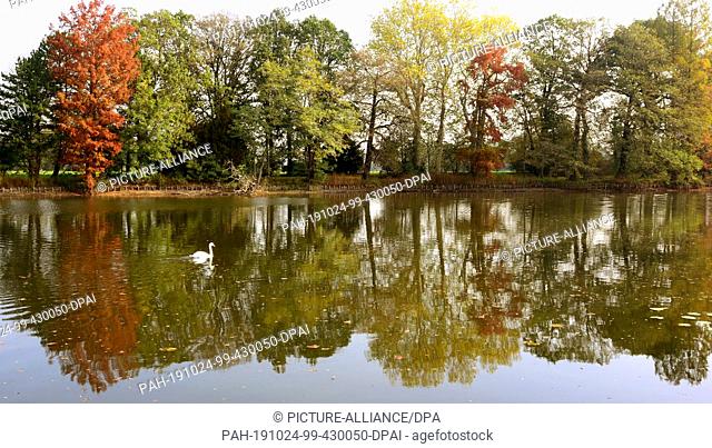 23 October 2020, Saxony-Anhalt, Wörlitz: Autumnally coloured trees are reflected in the lake in Wörlitzer Park, on which a swan swims