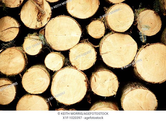 cut timber waiting collection