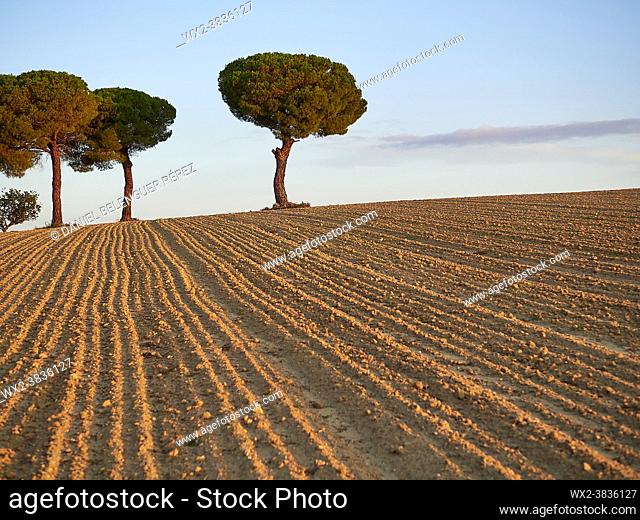 Group of Pine tree (pinus pinea) between ceral lands in Villafáfila nature reserve, Zamora, Castile and Leon, Spain