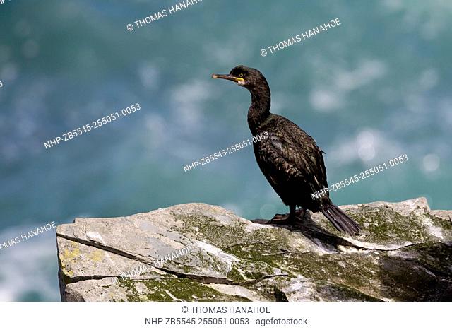 Shag (Phalacrocorax aristotelis) perched on a cliff edge over looking a blue- green sea, Shetland Scotland UK