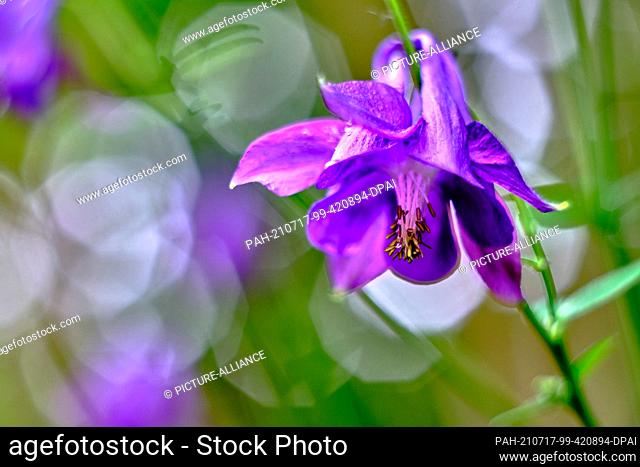 05 June 2021, Lower Saxony, Brunswick: The fruit set, the so-called bellow fruits, of a faded common columbine (Aquilegia vulgaris), also called elfin flower