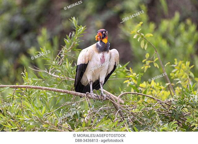 Brazil, Mato Grosso, Pantanal area, King vulture (Sarcoramphus papa)