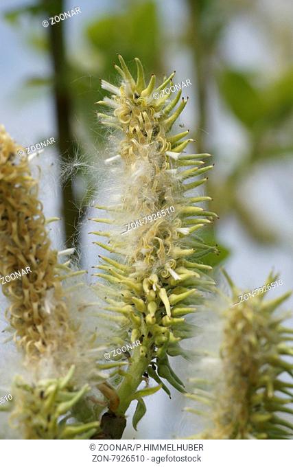 Salix caprea, Salweide, Goat willow, fruchtender Strauch