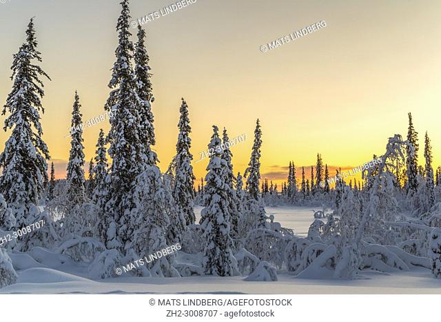 Winter landscape at sunset with nice color on the sky, snowy spruce and birch trees, Gällivare, swedish Lapland, Sweden