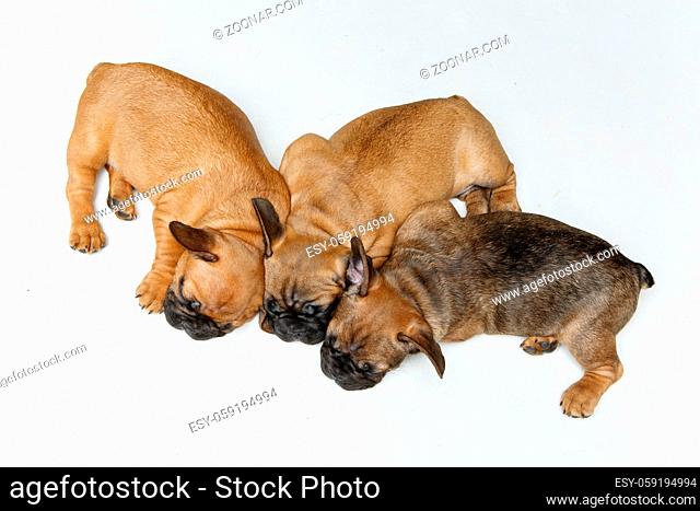 beautiful little French bulldog puppy dogs sleeping isolated on white. 2 months old. copy space