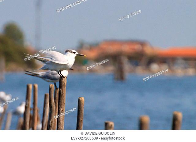 Birds from ""delta del Po"". Italian nature. Birdwatching