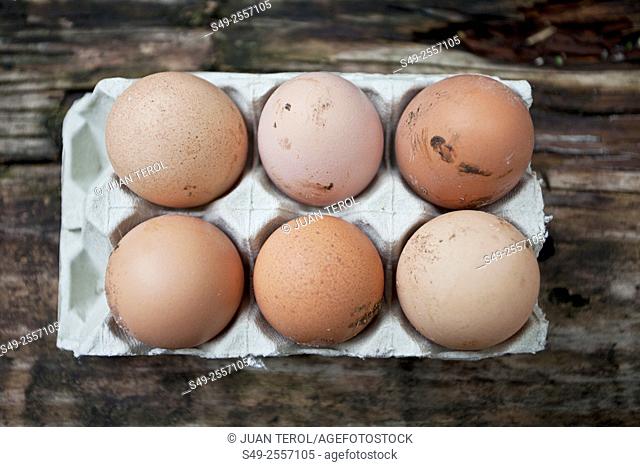 Farm eggs in carton