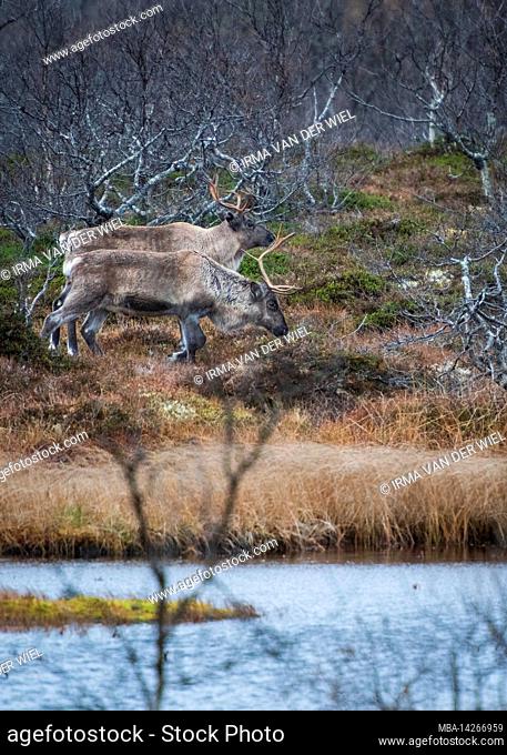 Autumn impressions from the Norwegian island Senja above the Arctic Circle, Scandinavia and Norway pure, reindeer in the wild
