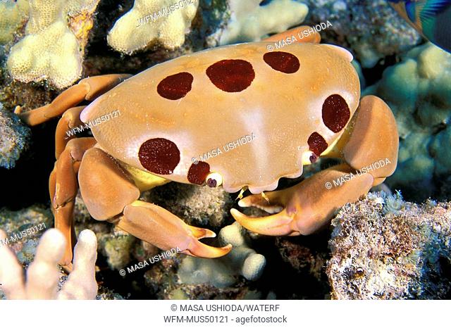 seven-eleven crab or dark finger coral crab, Carpilius maculatus, Kona, Big Island, Pacific Ocean, Hawaii, USA