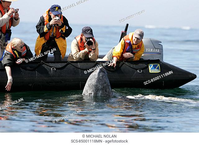 Adult California gray whale Eschrichtius robustus approaches excited whale watchers in the calm waters of San Ignacio Lagoon, Baja California Sur, Mexico