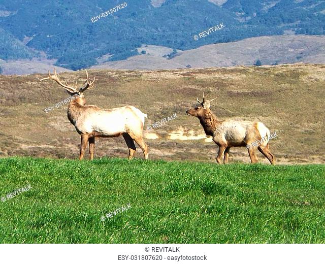 Two Tule elks in a meadow at Point Reyes National Seashore, California