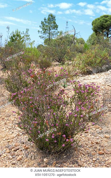 Endemic species of heather (Erica andevalensis). Corrales. Huelva. Andalusia. Spain
