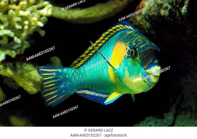 Parrot Fish (Scarus Sordidus)