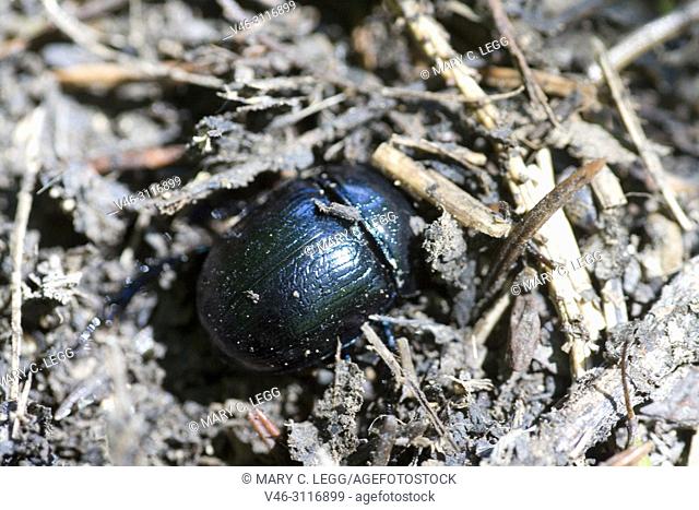 Dor Beetle, Anoplotrupes stercorosus, large, rotund earth-boring dung beetle of deep metallic midnight blue, easily confused with Geotrupes or scarabs
