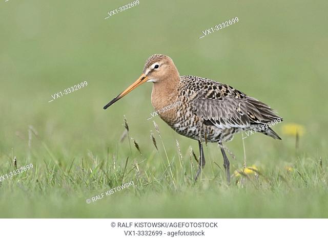 Black-tailed Godwit / Uferschnepfe ( Limosa limosa), adult in breeding dress, in typical surrounding of an extensive meadow, grassland, wildlife, Europe