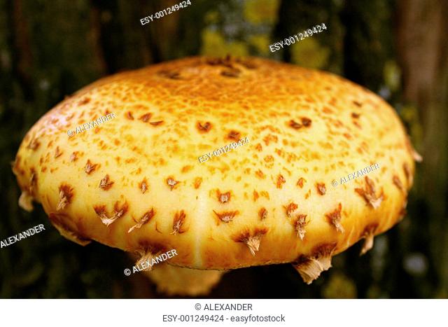 Wood mushroom on a bark of a tree close