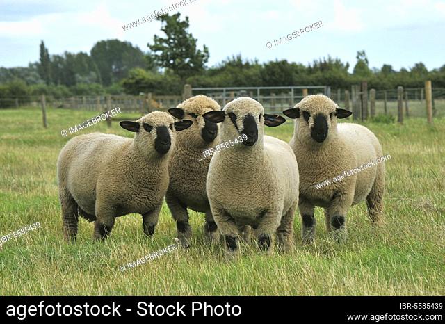 Domestic Sheep, Hampshire Down shearling rams, four standing in pasture, England, United Kingdom, Europe