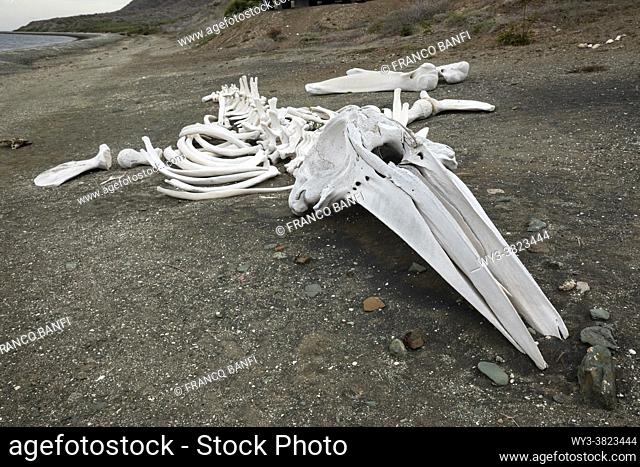 Gray whale (Eschrichtius robustus) skeleton on the beach at Magdalena Island, Magdalena Bay, West Coast of Baja California, Pacific Ocean, Mexico