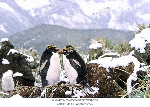 Macaroni Penguin Eudyptes Chrysolophus pair preening each other in colony in tussock gras during snowfall  Antarctica, Subantarctica, South Georgia