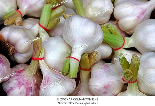 Bunch of fresh white and green garlic bulbs cloves sale on retail food market stall display, close up, top view, high angle