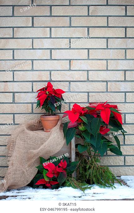 Christmas poinsettia in pots on the brick wall background