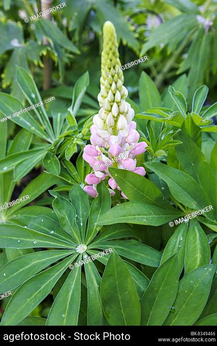 Lupins (Lupinus polyphyllus), Germany, Europe