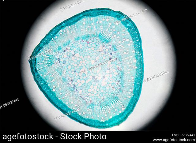 Microscopic photography of Steam of Cotton, cross section