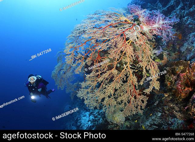 Diver viewing large hanging Melithaea Gorgonian (Melithaea sp.), on wall, top Klunzinger's Soft Coral (Dendronephthya klunzingeri), Pacific Ocean, Sulu Lake