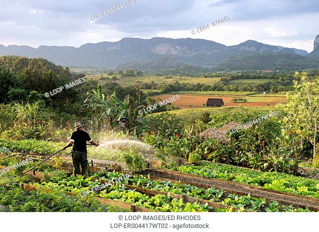 Cuban farmer watering his crop above the Vinales valley