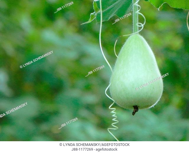 Bottle gourd, Lagenaria siceraria, growing on the vine