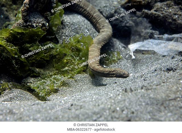 beaked sea snake, Enhydrina schistosa, Secret Bay Bali, Indonesia