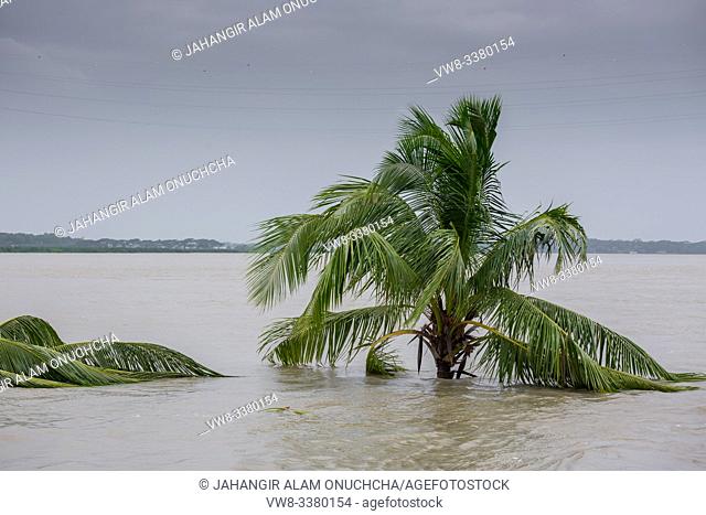 Bangladesh - June 27, 2015: A whole coconut tree is submerged in river, effect of massive river erosion at Rasulpur, Barisal District