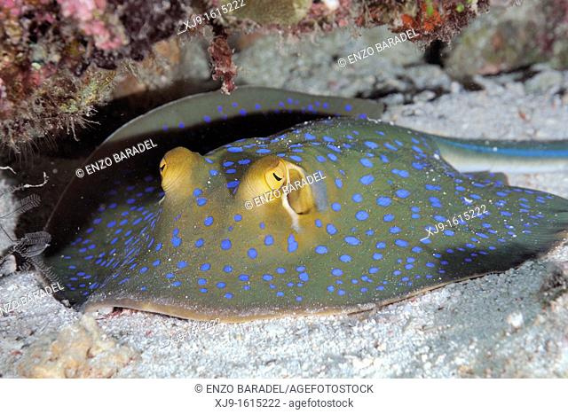 Tropical stingray, blue spotted stingray