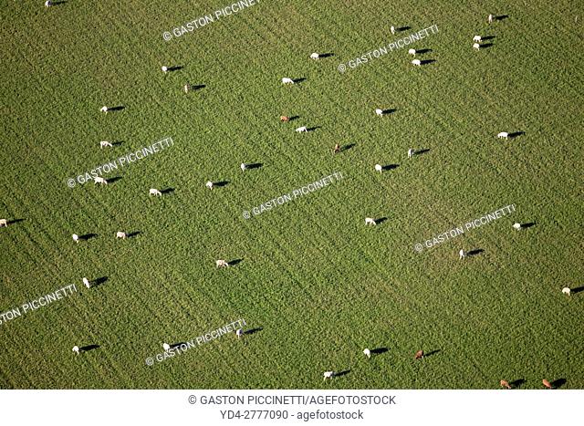 Aerial view of a flock of sheep grazing in the field, Mallorca lands, Balearic Island, Spain
