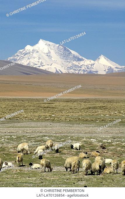 Lake Manasarovar is the highest freshwater lake in the world, located at the foot of Mount Kailash in Tibet. It is the holiest lake in Asis and an important...