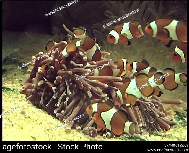 The clown fish is also called Anemonfish because in the wild it always lives tightly adjacent to an anemone. By stopping when the dangerous tentacles of the...