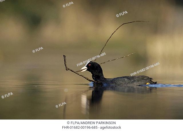 Common Coot Fulica atra adult, collecting nesting material, swimming on lake, Derbyshire, England, march