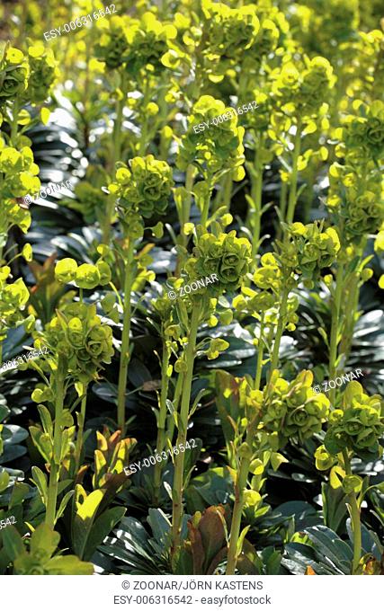 Wood spurge - Euphorbia amygdaloides