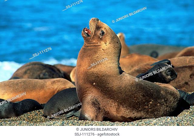young South American sea lions with mother / Otaria flavescens