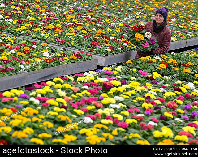 20 February 2023, Brandenburg, Manschnow: Simone Rost, sales manager at Fontana Gartenbau GmbH, picks up blooming primroses for sale in a greenhouse