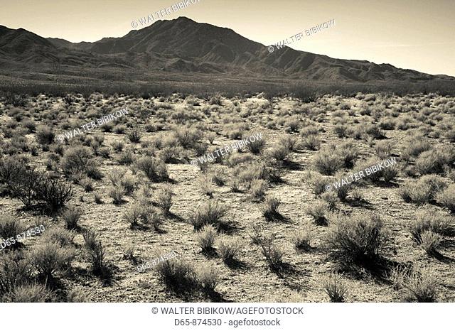 Kelso Dunes landscape, Mojave National Preserve, Kelso, California, USA