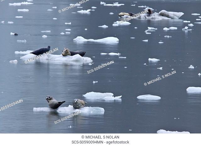 Harbor seal Phoca vitulina hauled out on ice at Johns Hopkins Glacier in Glacier Bay National Park, Southeast Alaska, USA