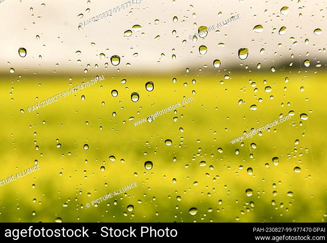 27 August 2023, Baden-Württemberg, Ostrach: View through a car window with raindrops on a yellow blooming field. More precipitation is predicted for the next...