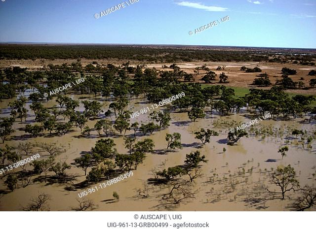 Black box trees, Eucalyptus largiflorens, in flood, Darling River floodplain, New South Wales, Australia. (Photo by: Auscape/UIG)