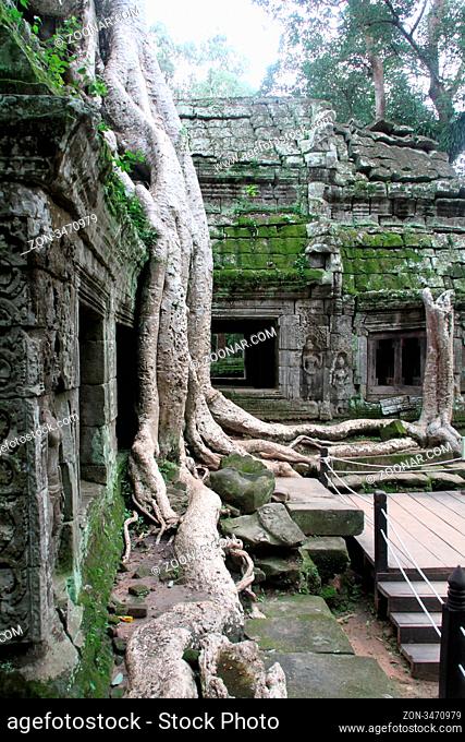Big roots and temple in Ta Prom, Angkor, Cambodia