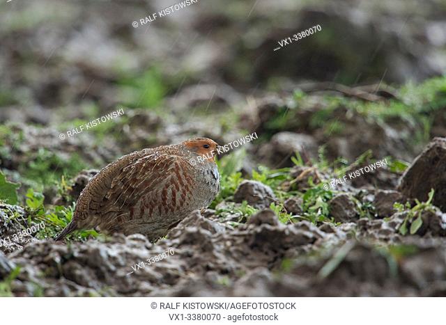 Grey partridge / Rebhuhn ( Perdix perdix ) sits in heavy rain on a field, raindrops on its plumage