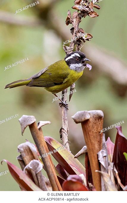 Sooty-capped Bush Tanager (Chlorospingus pileatus) perched on a branch in Costa Rica